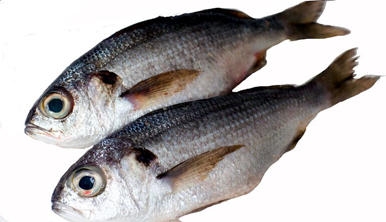 Brachydeuterus auritus_05